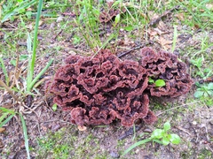 Thelephora americana