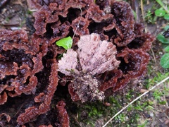 Thelephora americana