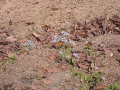 Danaus chrysippus