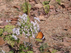 Danaus chrysippus