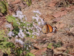 Danaus chrysippus
