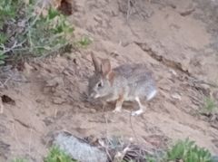 Sylvilagus audubonii