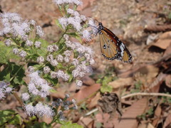 Chromolaena odorata
