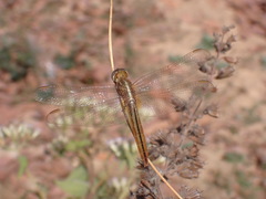 Crocothemis servilia