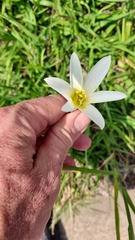Zephyranthes mesochloa