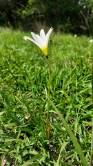 Zephyranthes mesochloa