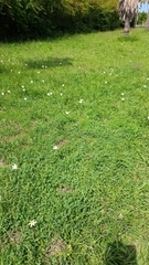 Zephyranthes mesochloa