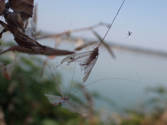 Aethaloptera sexpunctata