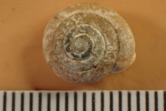 Inflectarius inflectus