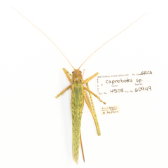 Capnobotes occidentalis