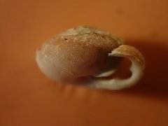 Inflectarius inflectus