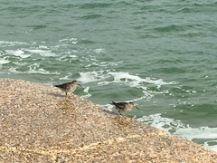 Calidris maritima