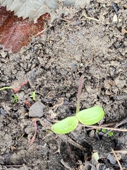Impatiens glandulifera