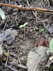 Impatiens glandulifera