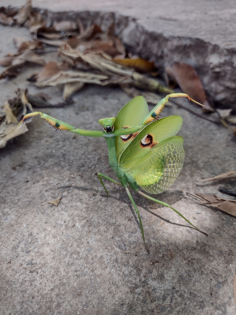 Argentine White-crested Mantis