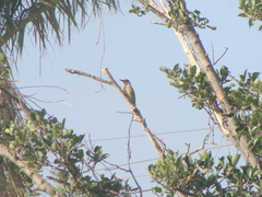 Melanerpes uropygialis