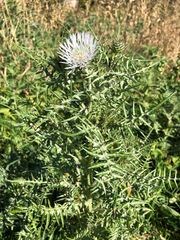 Galactites tomentosus