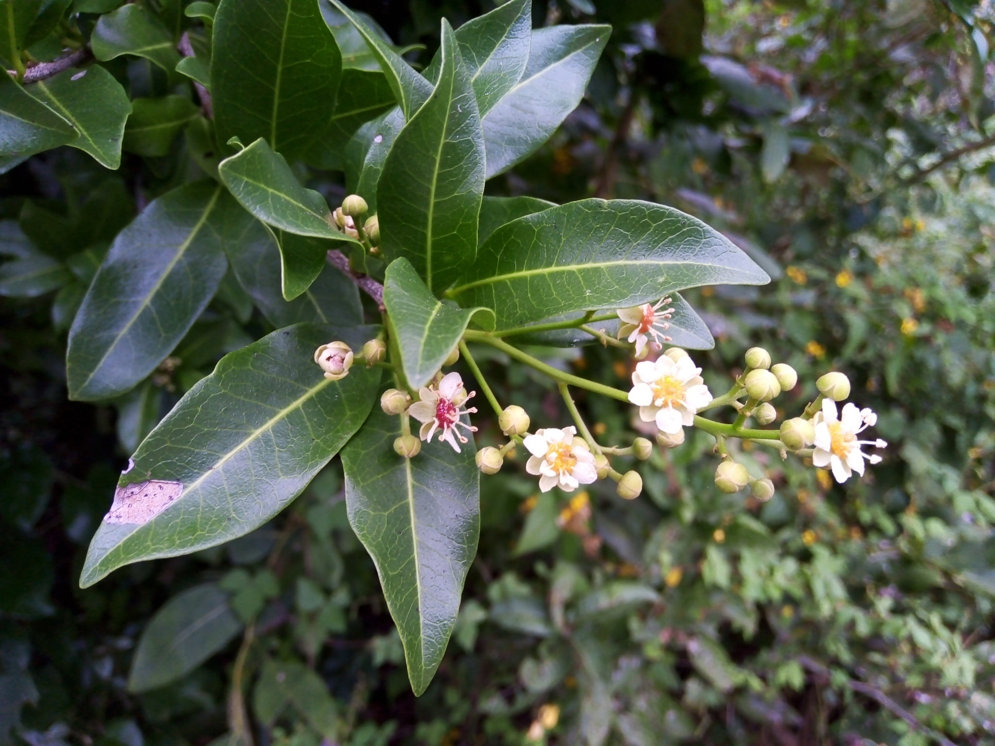 Exothea paniculata