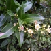 Exothea paniculata - Photo (c) mariana_bravo_mendoza, μερικά δικαιώματα διατηρούνται (CC BY-NC)