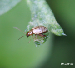 Aphthona lutescens