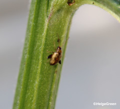 Aphthona lutescens