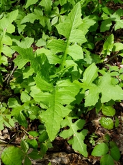 Lactuca canadensis