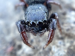 Metacyrba taeniola similis