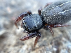 Metacyrba taeniola similis