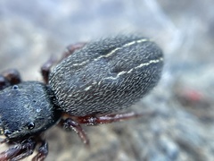 Metacyrba taeniola similis