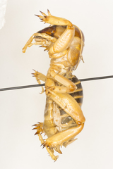 Ammopelmatus fuscus
