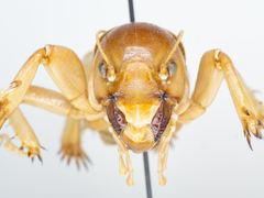 Ammopelmatus fuscus