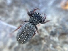 Metacyrba taeniola similis