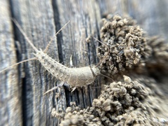 Ctenolepisma ciliatum
