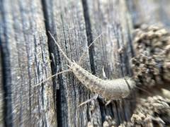Ctenolepisma ciliatum