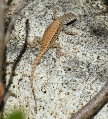 Sceloporus pyrocephalus