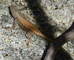 Sceloporus pyrocephalus