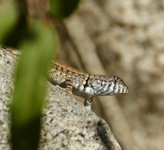Sceloporus pyrocephalus