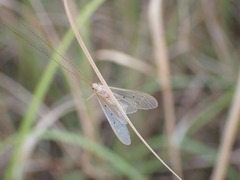 Aethaloptera sexpunctata