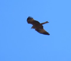 Milvus migrans migrans