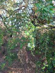 Pithecellobium dulce