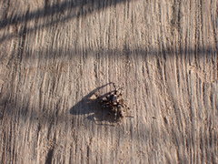Salticinae