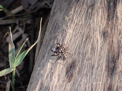 Salticinae