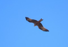 Milvus migrans migrans