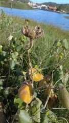 Hibiscus tiliaceus pernambucensis