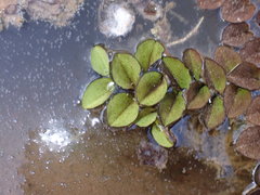 Salvinia molesta