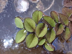 Salvinia molesta