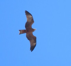 Milvus migrans migrans