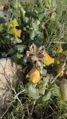 Hibiscus tiliaceus pernambucensis
