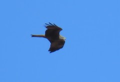 Milvus migrans migrans