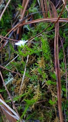 Arenaria lycopodioides